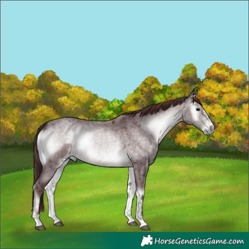 Horse Color:Platinum Chocolate Buckskin Roan Onyx 