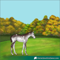 Horse Color:Platinum White Spotted Chocolate Buckskin Onyx