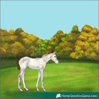 Horse Color:White Spotted Buckskin Roan Onyx Appaloosa Brindle 