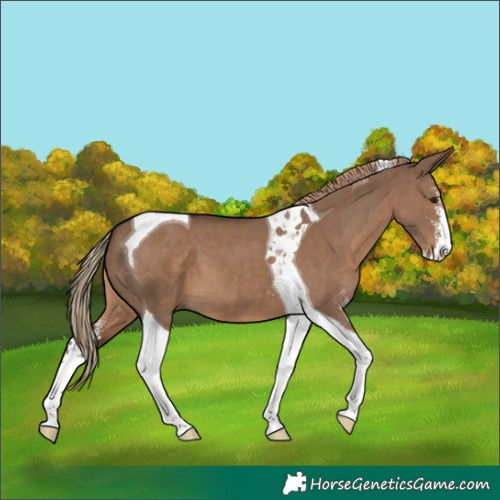 Horse Color:Liver Red Dun Sabino Tobiano 