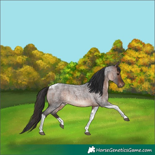 Horse Color:Brown Roan Tobiano 