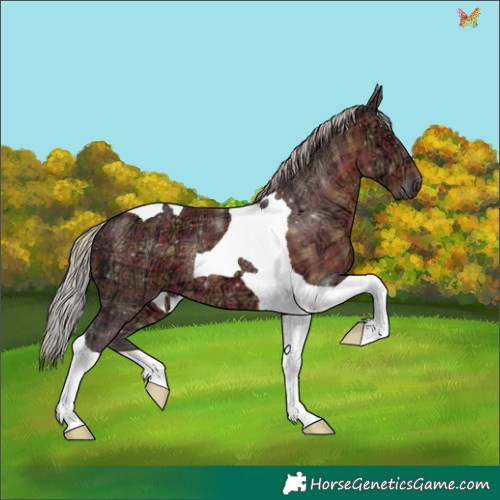 Horse Color:Plaid  Silver Brown Ice Tobiano 