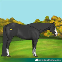 Horse Color:Black 