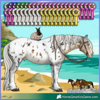 Horse Color:White Spotted Silver Buckskin Splash Tobiano Frame Appaloosa Rabicano 