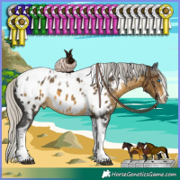 Horse Color:White Spotted Silver Buckskin Splash Tobiano Frame Appaloosa Rabicano 