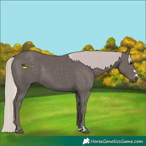 Horse Color:Silver Black