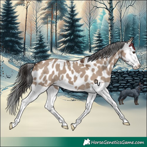 Horse Color:Liver Red Dun Splash Appaloosa 