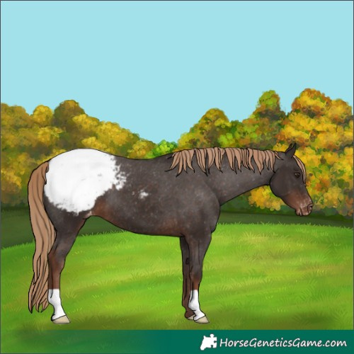 Horse Color:Liver Chestnut Snowcap 