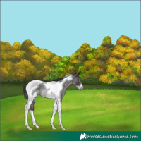 Horse Color:Smoky Blue Roan Tobiano Frame Rabicano 