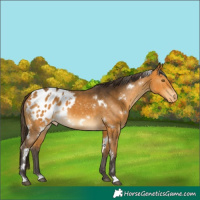Horse Color:White Spotted Buckskin Blanket 