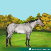 Horse Color:Brown Roan Dun Rabicano