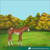 Horse Color:Chestnut Sabino Tobiano Frame Rabicano 