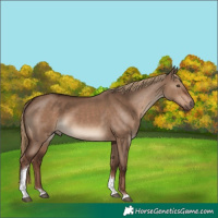 Horse Color:Liver Red Dun Tobiano Rabicano