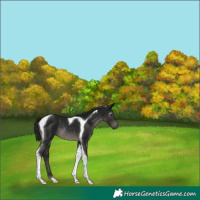 Horse Color:Gray Black Tobiano Rabicano 