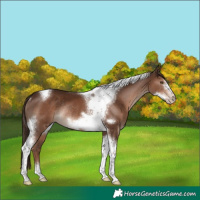 Horse Color:Liver Chestnut Tobiano Frame Rabicano