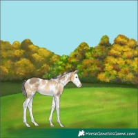 Horse Color:White Spotted Buckskin Dun Splash Rabicano 
