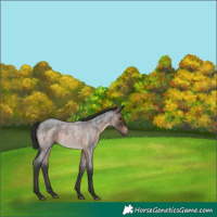 Horse Color:Brown Roan Rabicano 