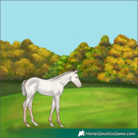 Horse Color:Silver Classic Champagne Roan Dun Splash Rabicano