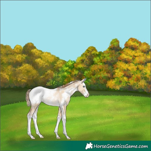 Horse Color:White Spotted Smoky Grullo Pearl Splash Snowcap Rabicano 