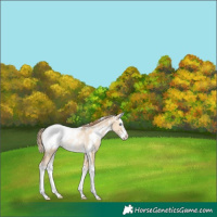 Horse Color:White Spotted Smoky Grullo Pearl Splash Appaloosa Rabicano 