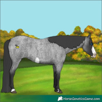 Horse Color:Blue Roan Frame