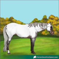 Horse Color:Silver Brown Roan Appaloosa 