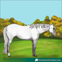 Horse Color:Silver Brown Roan Appaloosa 