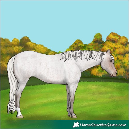 Horse Color:Silver Bay Roan Appaloosa 