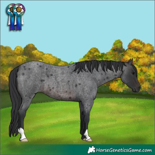 Horse Color:Brown Roan 