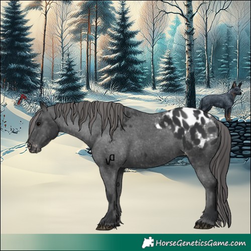 Horse Color:Black Appaloosa 