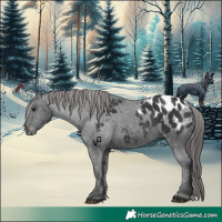 Horse Color:Black Appaloosa 