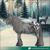 Horse Color:Black Blanket 