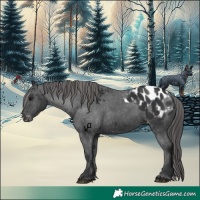 Horse Color:Black Appaloosa 