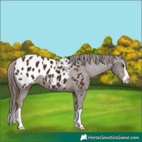 Horse Color:Liver Chestnut Splash Appaloosa