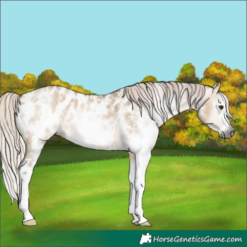 Horse Color:Gray Silver Bay Dun Sabino Appaloosa 