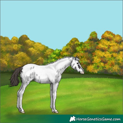 Horse Color:Unknown 