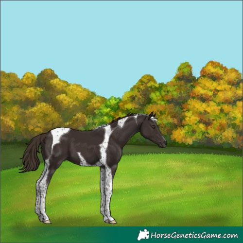 Horse Color:Liver Chestnut Tobiano