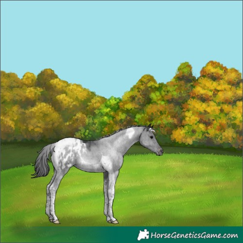 Horse Color:Black Tobiano Blanket