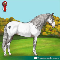Horse Color:Silver Brown Appaloosa 