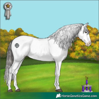 Horse Color:Liver Chestnut Appaloosa 