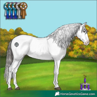 Horse Color:Liver Chestnut Appaloosa 