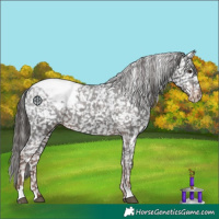 Horse Color:Liver Chestnut Appaloosa 