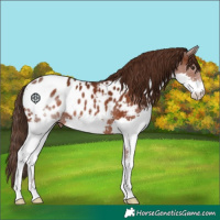 Horse Color:Liver Chestnut Splash Appaloosa 