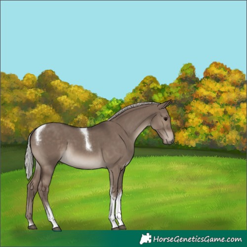 Horse Color:Silver Grullo Tobiano 