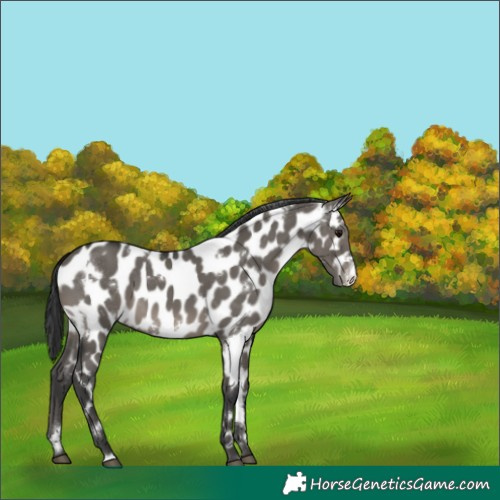 Horse Color:White Spotted Grullo Appaloosa 