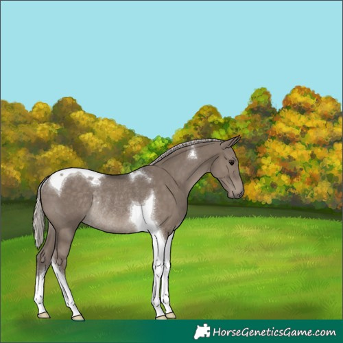 Horse Color:Silver Grullo Tobiano Rabicano 