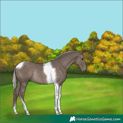Horse Color:Silver Black Tobiano Rabicano 