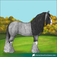 Horse Color:Blue Roan Splash 