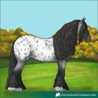 Horse Color:Blue Roan Appaloosa 