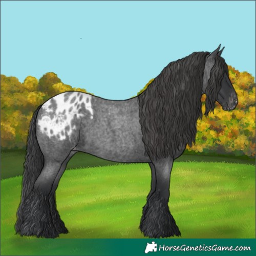 Horse Color:Blue Roan Appaloosa 